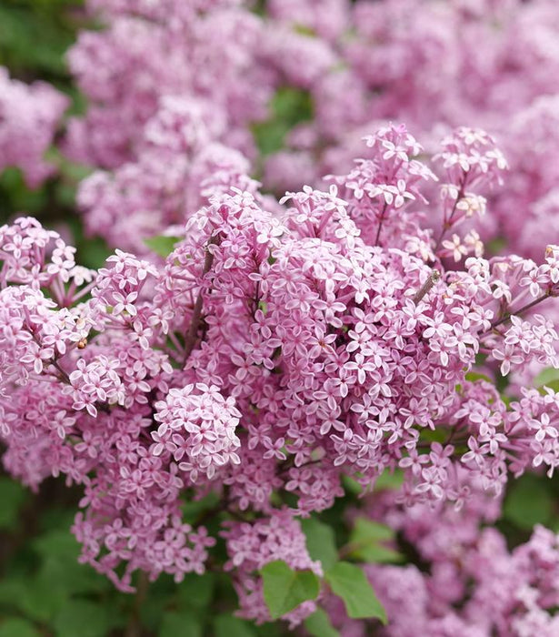 LILAC  (SYRINGA X BLOOMERANG) `PURPINK` - In Store Pickup