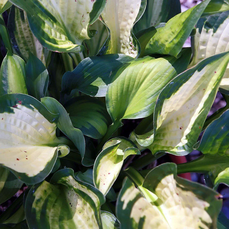 Paul's Glory Hosta - Shipped