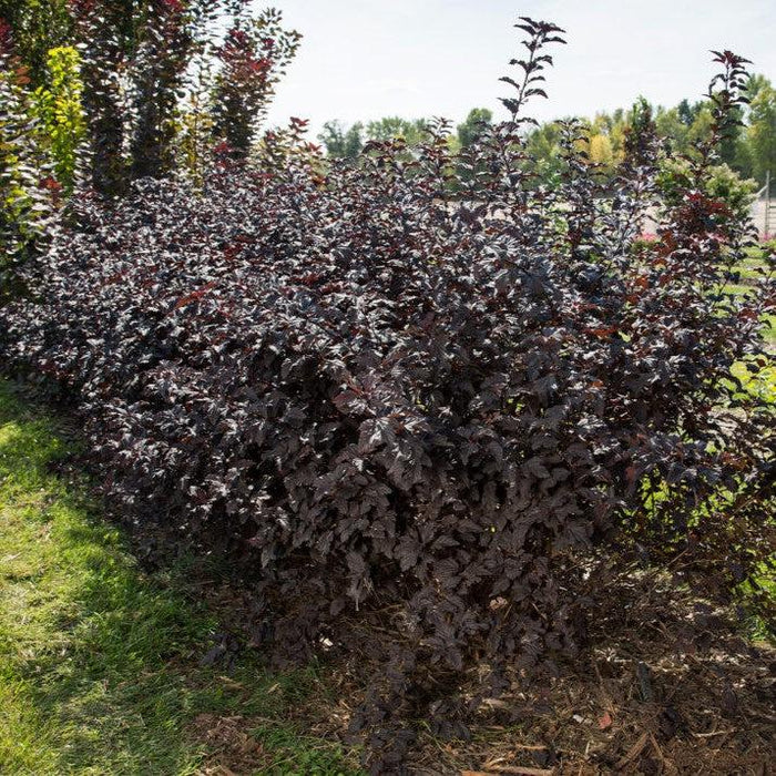 Physocarpus opulifolius 'UMNHarpell' PP30,792  - First Editions® Fireside® Ninebark - Shipped