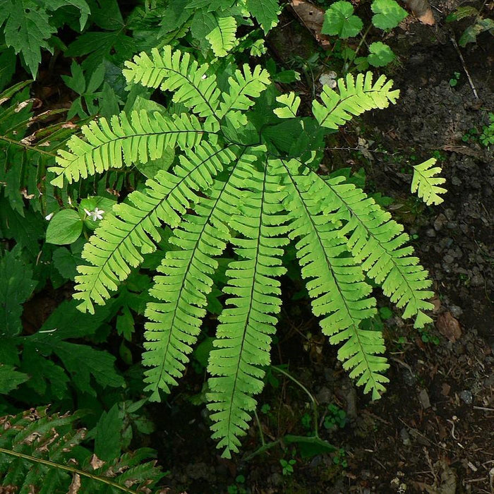 Adiantum pedatum  - Northern Maidenhair Fern - Shipped