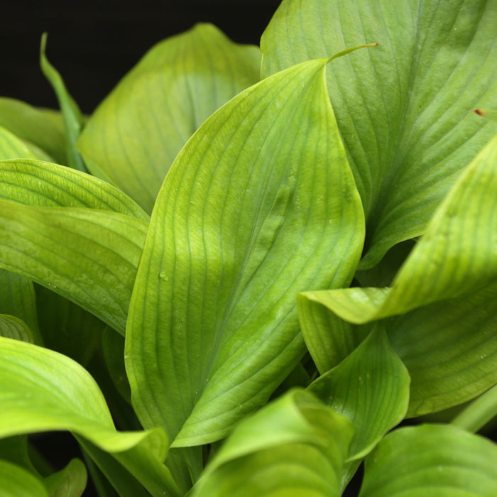 Hosta 'Guacamole'  - Guacamole Hosta - Shipped