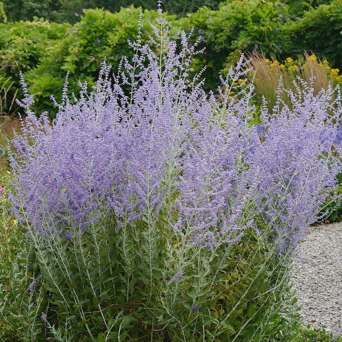 Perovskia atriplicifolia  - Russian Sage - Shipped