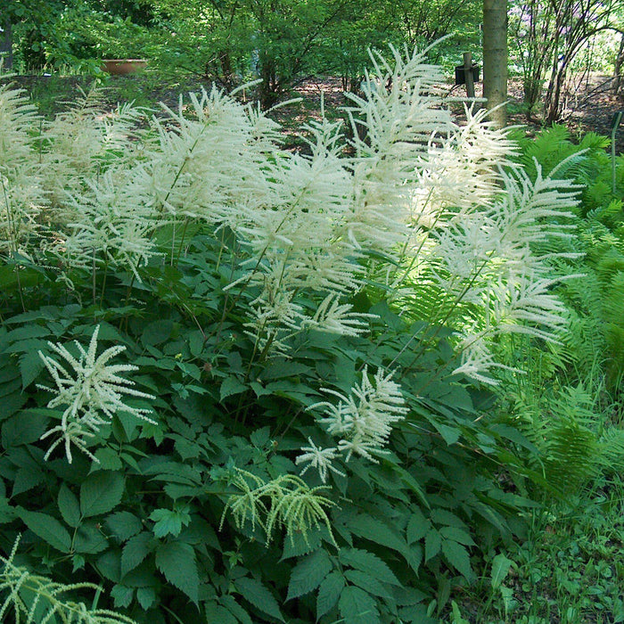 Aruncus dioicus  - Goat's Beard - Shipped