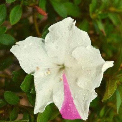 Rhododendron ‘Roblex’  - Encore® Autumn Lily™ Azalea - Shipped