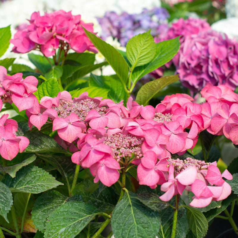 Endless Summer® Pop Star® Hydrangea - Shipped