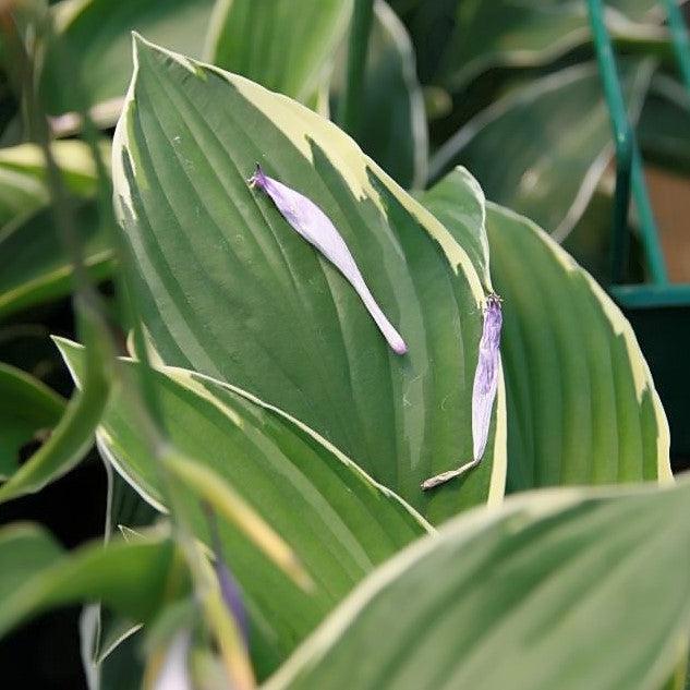Francee Hosta - Shipped