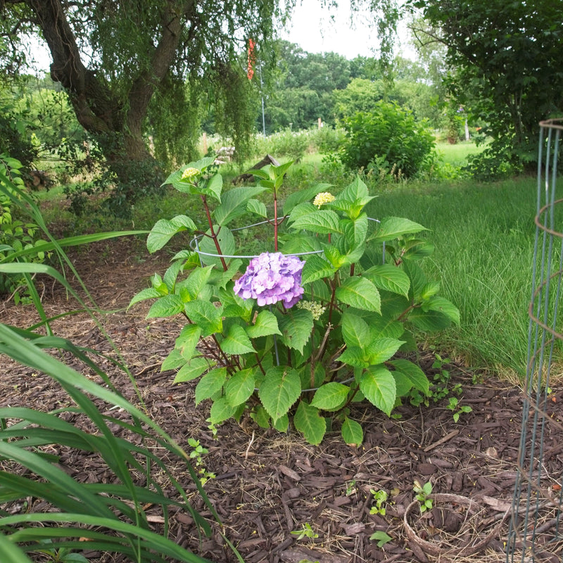 Endless Summer® Bloomstruck® Hydrangea - Shipped