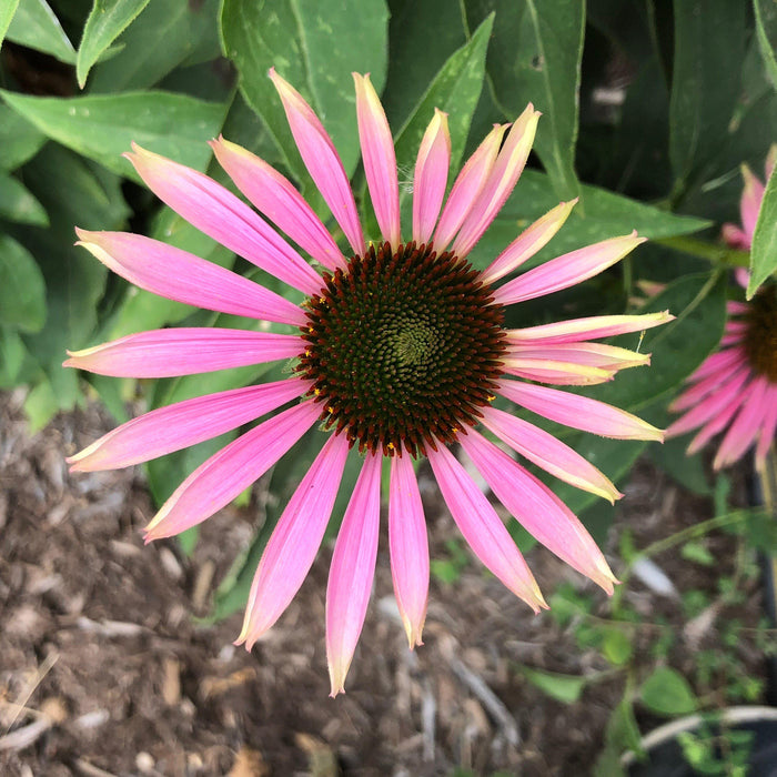 Green Twister Echinacea, Coneflower - Shipped