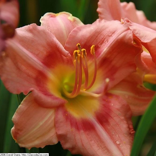 Hemerocallis 'Rosy Returns'  - Rosy Returns Daylily - Shipped
