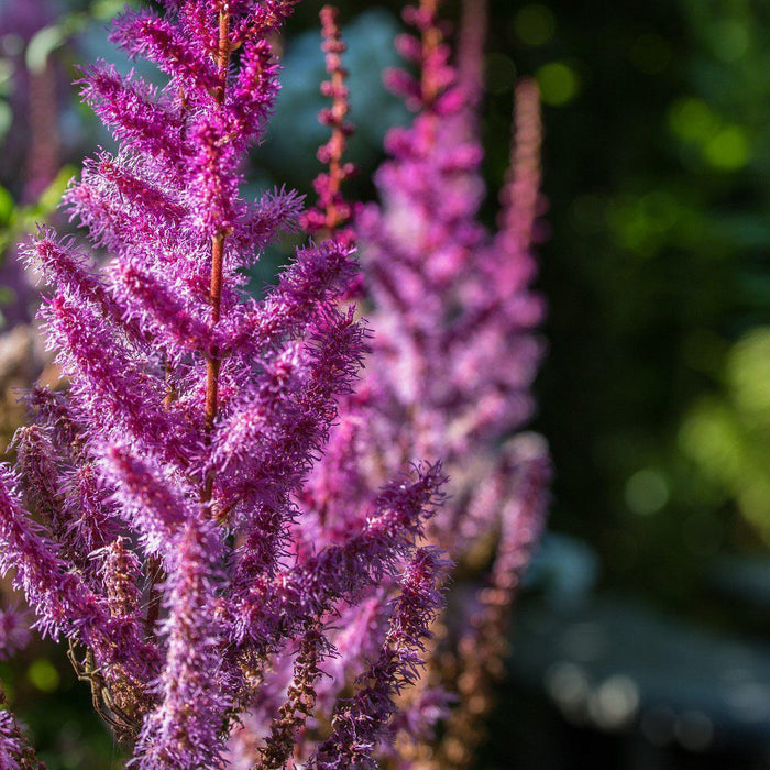 Astilbe chinensis 'Purpurkerze'  - Purple Candles Chinese Astilbe - Shipped