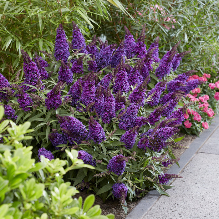 Buddleia davidii 'BotEx 001' PP34,515  - Butterfly Candy™ Li'l Grape™ Butterfly Bush - Shipped