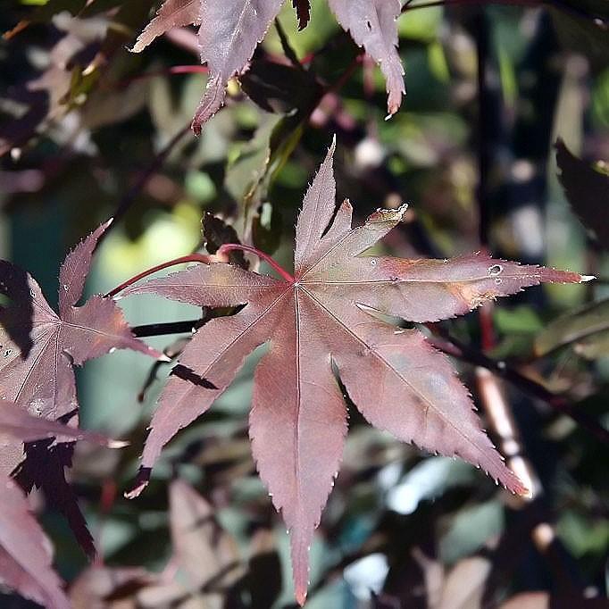 Acer palmatum 'Bloodgood'  - Japanese Maple 'Bloodgood' - Shipped