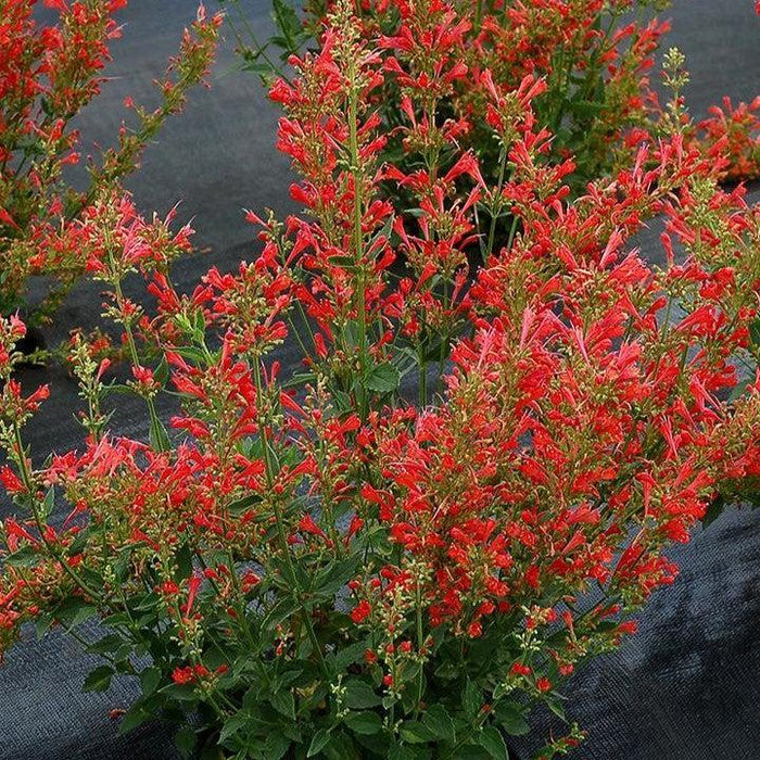 Agastache ‘Kudos Red’  - Kudos™ Red Hummingbird Mint, Hyssop - Shipped