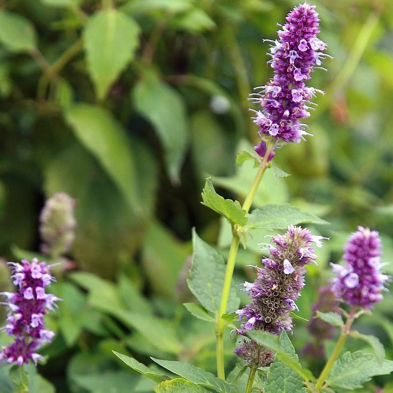 Blue Fortune Giant Hyssop - Shipped