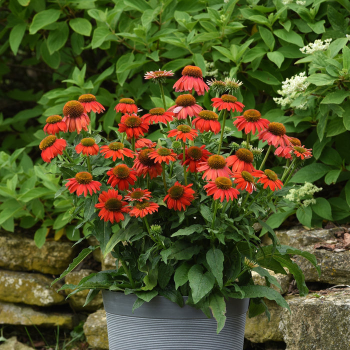 Echinacea 'PAS1257973'  - Artisan™ Red Ombre Coneflower - Shipped
