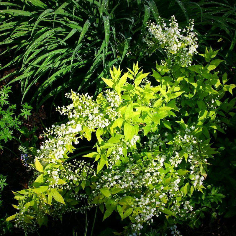 Chardonnay Pearls® Deutzia - Shipped