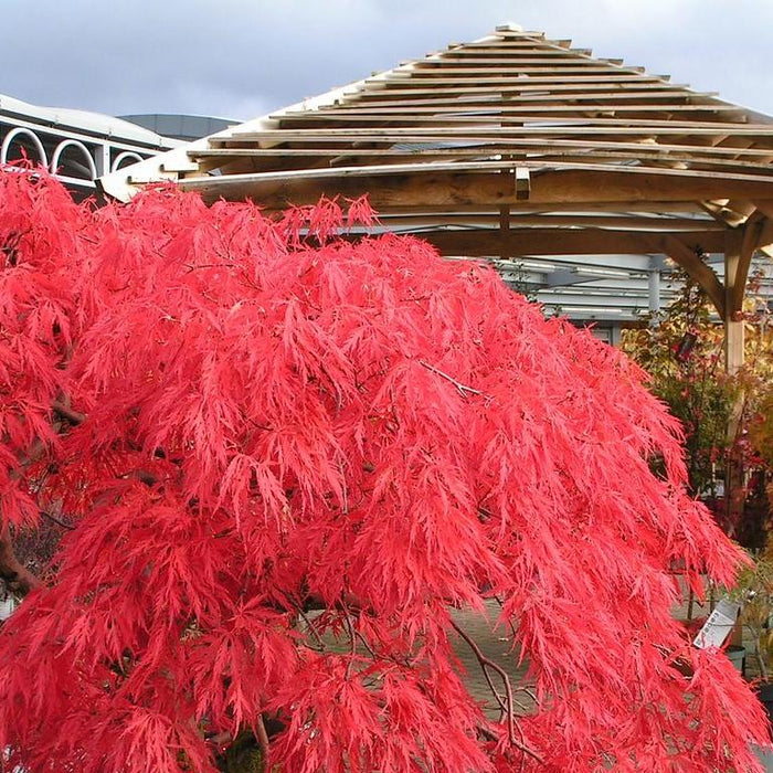 Acer palmatum var. dissectum 'Crimson Queen'  - Crimson Queen Japanese Maple - Shipped
