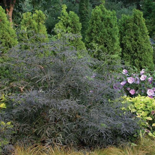 Black Lace® Elderberry - Shipped