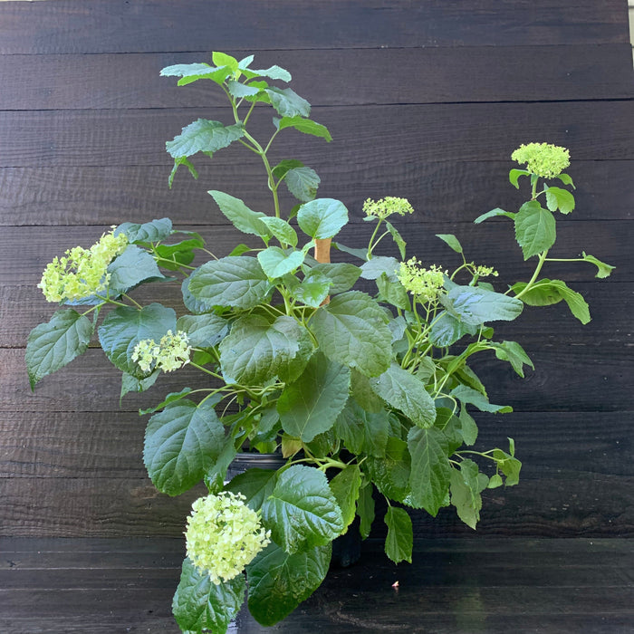 Hydrangea arborescens 'Annabelle'  - Mophead Hydrangea, Annabelle Hydrangea - Shipped