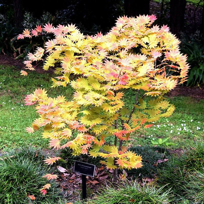 Acer shirasawanum 'Autumn Moon'  - Autumn Moon Japanese Maple - Shipped
