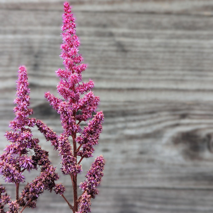 Astilbe chinensis 'Vision in Red'  - Vision in Red Chinese Astilbe - Shipped
