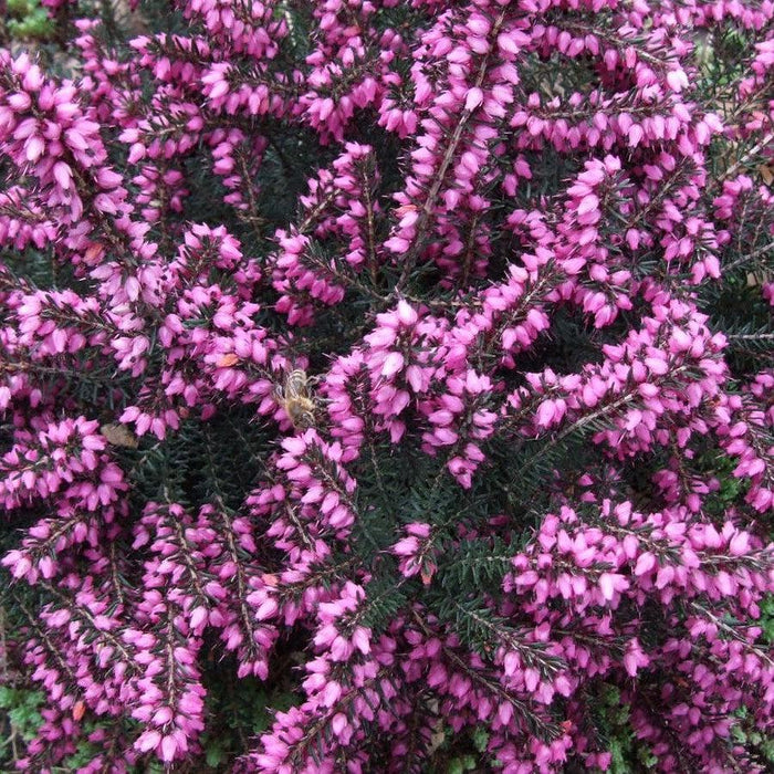 Erica x darleyensis 'Kramers Rote' - ica x darleyensis 'Kramers Rote'~ Kramer's Rote Heath - Shipped