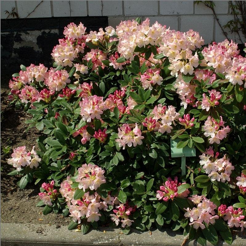 Percy Wiseman Rhododendron - Shipped