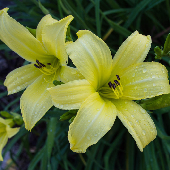 Hemerocallis 'Hyperion'  - Hyperion Daylily - Shipped