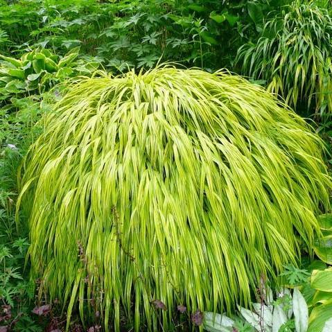 Hakonechloa macra 'Aureola'  - Golden Japanese Forest Grass, Hakone Grass - Shipped