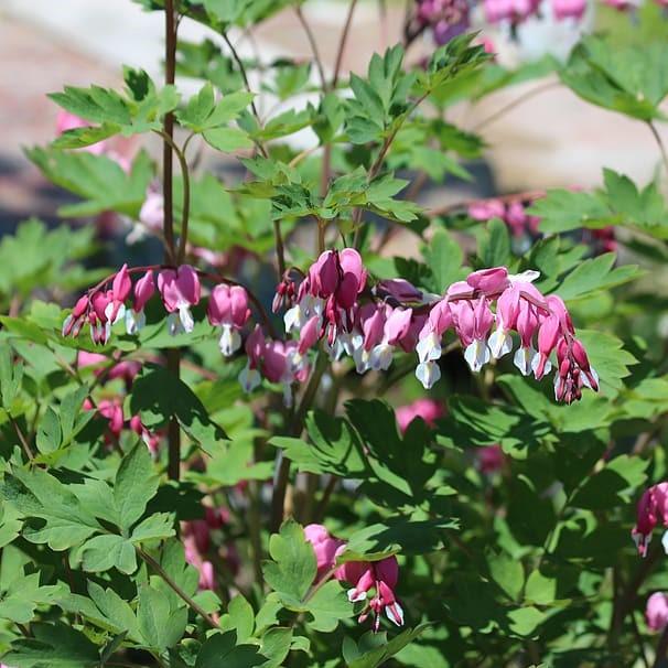 Bleeding Heart - Shipped
