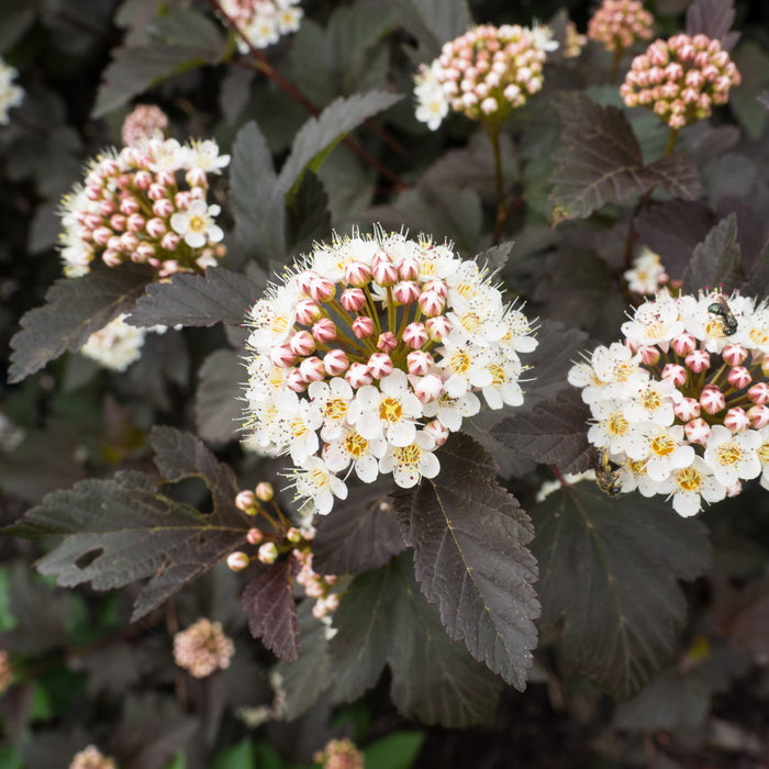 Physocarpus opulifolius 'Monlo'  - Diablo® Ninebark - Shipped