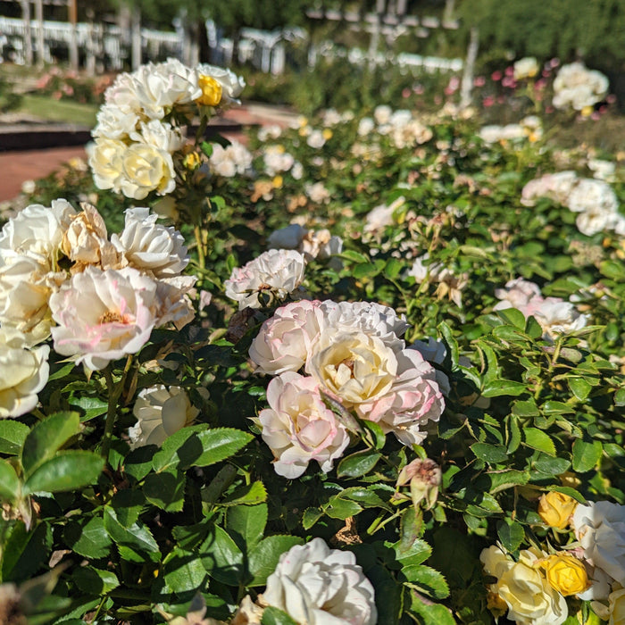Rosa 'Novarospop' PP#24,773  - Popcorn Drift® Rose - Shipped