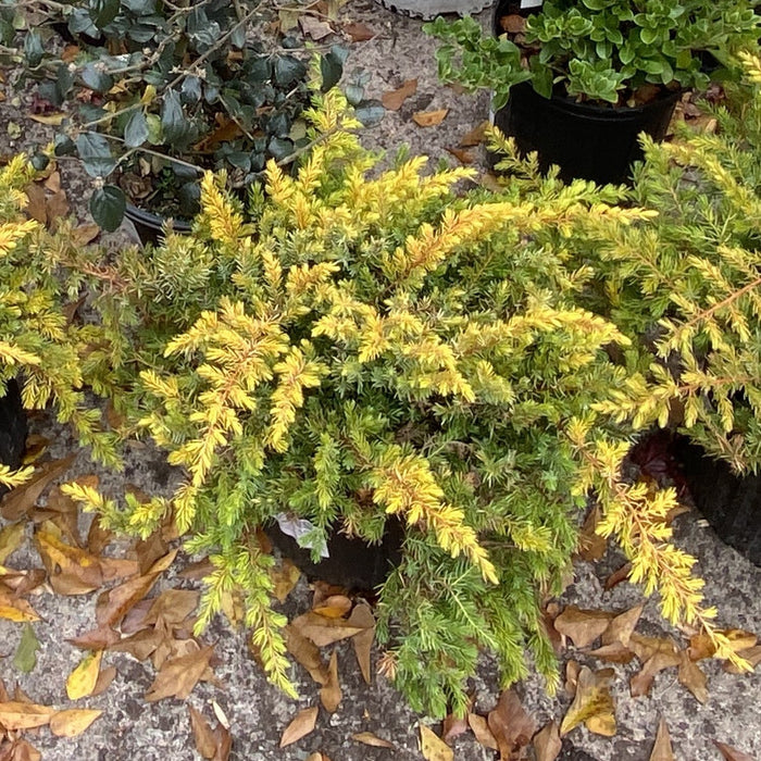 Juniperus conferta 'sPg-3-016'  - Golden Pacific™ Juniper - Shipped