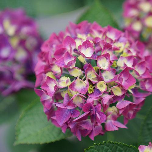 Wee Bit Giddy® Hydrangea - Shipped