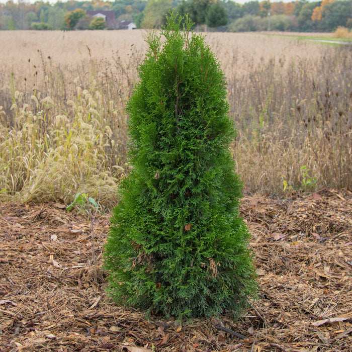 Thuja occ. 'Smaragd'