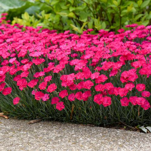 Paint the Town Magenta Dianthus - Shipped