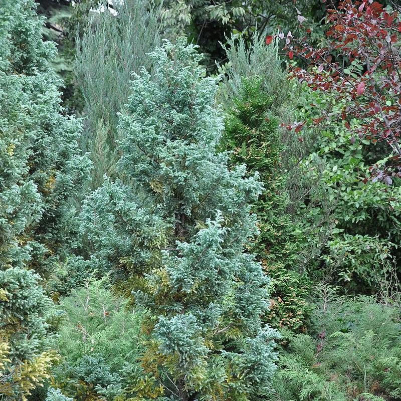 Chamaecyparis p. 'Boulevard' - Shipped