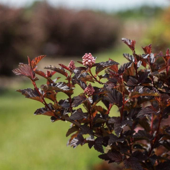 Physocarpus opulifolius 'UMNHarpell' PP30,792  - First Editions® Fireside® Ninebark - Shipped