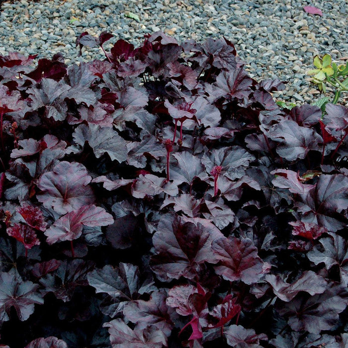 Heuchera 'Obsidian'  - Obsidian Coral Bells - Shipped