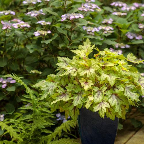 x Heucherella ‘Eye Spy’  - Fun and Games® Eye Spy Foamy Bells - Shipped