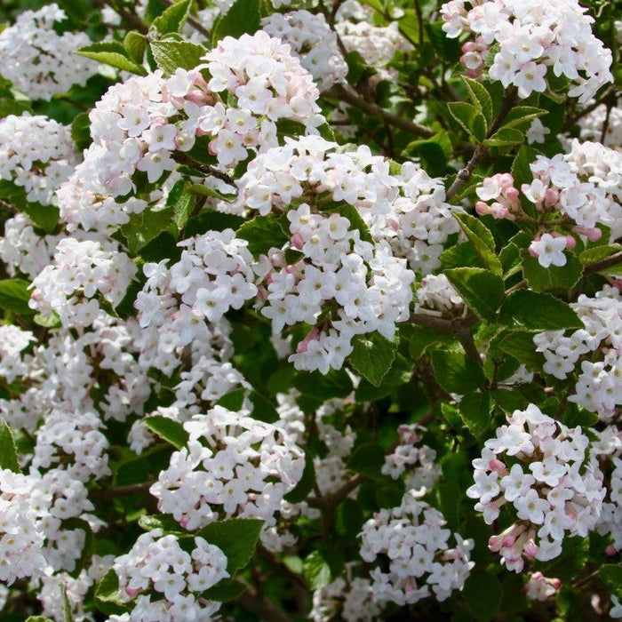 Viburnum carlesii ‘Select S’  - Sugar N' Spice™ Korean Spice Viburnum - Shipped