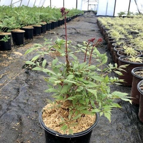 Fanal Astilbe - Shipped