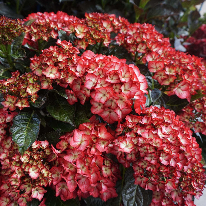 Kimono Hydrangea - Shipped