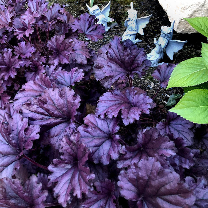 Heuchera x 'TNHEUFP'  - Forever® Purple Coral Bells - Shipped