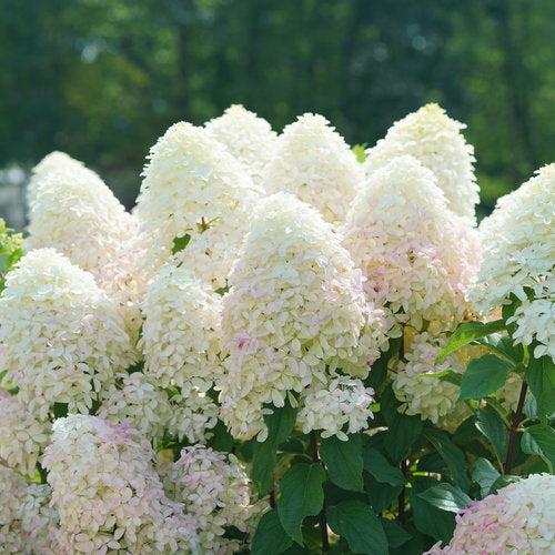 Hydrangea paniculata 'SMNHPM'  - Quick Fire Fab® Hydrangea - Shipped