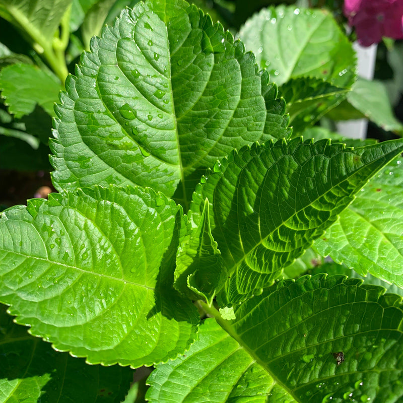 Endless Summer® Summer Crush® Hydrangea - Shipped