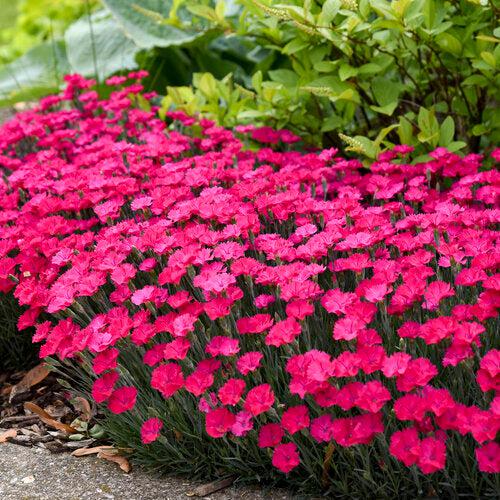 Paint the Town Magenta Dianthus - Shipped