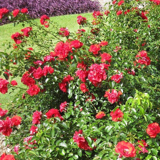 Rosa x 'NOA83100B'  - Flower Carpet® Scarlet Rose - Shipped