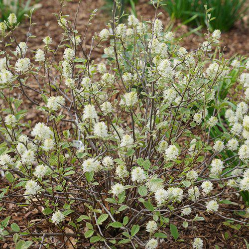 Legend of the Small® Fothergilla - Shipped