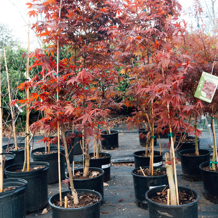 Acer palmatum var. dissectum 'Tamukeyama'  - Tamukeyama Japanese Maple - Shipped